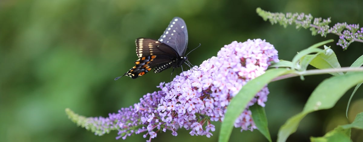 The North Country Garden Club